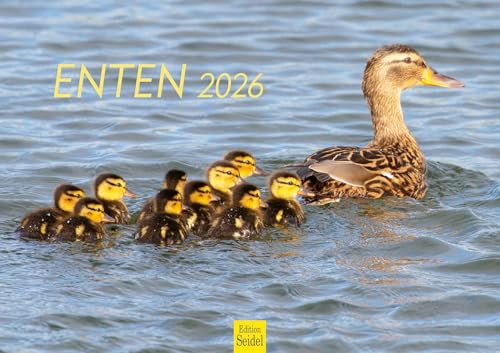 Edition Seidel Premium Kalender Enten 2026 Format DIN A3 Wandkalender Vogelkalender Wasservögel Erpel Entenfamilie heimische Vögel