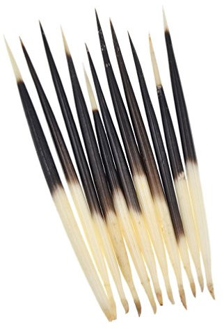 Kesheng 10 Stücke Stachelschweinborsten Porcupine Quills Basteln Ornament Dekor