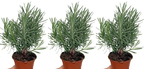 Pack de 3 plantas aromáticas de Lavanda Angustifolia, 20-25 cm. Lavandula angustifolia. Planta aromática de flores púrpuras, usada en aceites, terapias y jardines. Segura Garden.