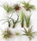 Air Plant Pack - Easy to Keep - Live House Airplants - Mixed Selection (2)