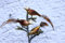 condecoro Christbaum Clip - Vogel - Deko Figur Baumschmuck Christbaumschmuck braun/Gold, 3er Set