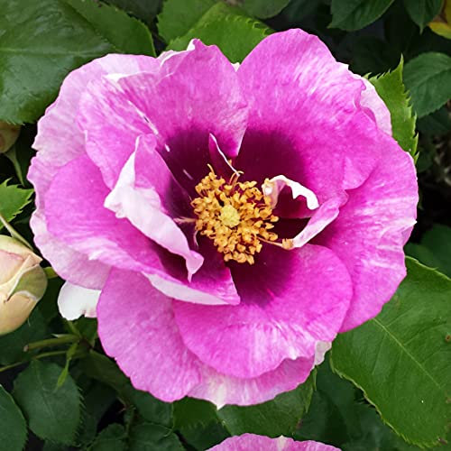 Eyes for You - 5.5lt Potted Floribunda Garden Rose Bush - Unusual Purple/Blue Blotch, Fragrant, Repeat Flowering