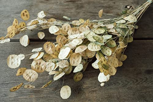 NaDeco Lunaria in Natur, im Bund, Größe ca. 70cm Silberblatt Lunaria getrocknet Boho-Deko Trockenblumen getrocknete Blumen Trockenstrauß getrockneter Blumenstrauß