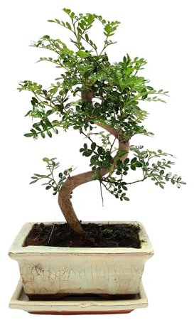 Bonsai Baum mit Keramik Blumentopf - Ligustrum, Ficus, Carmona, Podocarpus, Chinese elm - ca. 6-9 Jahre (Chinesischer Pfeffer P15, 15 cm Schale ca. 6 Jahre)