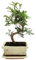 Bonsai Baum mit Keramik Blumentopf - Ligustrum, Ficus, Carmona, Podocarpus, Chinese elm - ca. 6-9 Jahre (Chinesischer Pfeffer P15, 15 cm Schale ca. 6 Jahre)