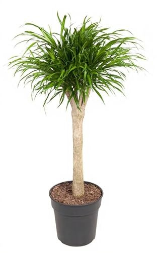 Dracaena Anita Drachenbaum Stamm verzweigt Zimmerpflanze 120 cm