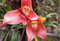 Shopmeeko 2017 neue sorten von orchideen affe gesicht orchidee pflanzen seltene indoor bonsai blume pflanzen für garten blumen pflanzen 100 stück/beutel: orange