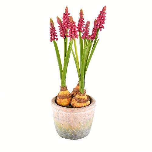 Vickerman Everyday 10 Indoor Artificial Mauve Hyacinths Cement Container - Decorative Arrangement of Durable Polyester - Maintenance Free - 2 per Pack
