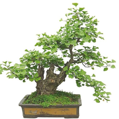 20 pz semi di ginkgo biloba bonsai pianta in vaso paesaggio decorazione del giardino di casa semi di giardinaggio per piantare ora