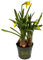 Zwerg Narzisse, (Narcissus), im 8,5cm Topf, Farbe: gelb, Sorte Tete à Tete