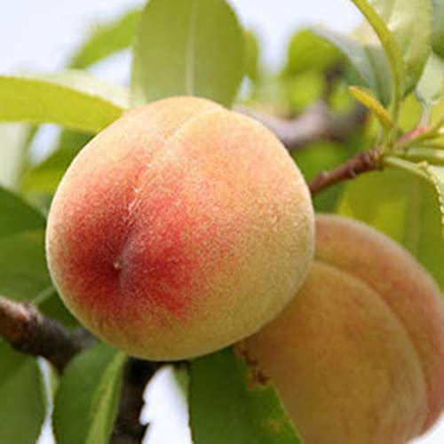 Pianta vera di Pesco nano Peach Me var. Yellow Sun - Diametro Vaso Ø 20 cm