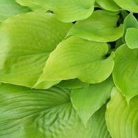 Hosta 'Sum and Substance' 15cm Pot Size