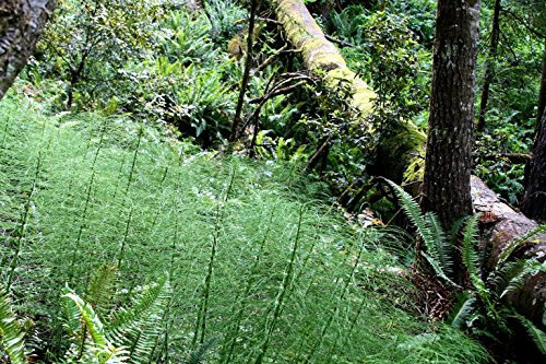 escoba helecho virgatus helecho de árbol de espárragos, 20 semillas