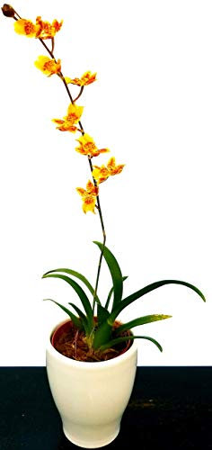 HOWEARA MINI PRIMI, ORCHIDEA, pianta vera