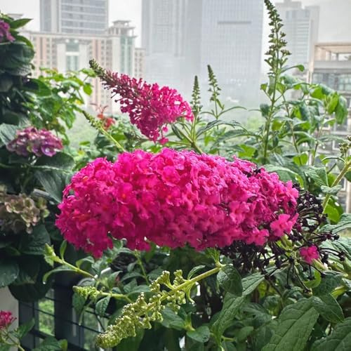 Schmetterlingsflieder, Buddleja lindleyana, alte sorten Sommerflieder, blühende sträucher winterhart stauden winterhart mehrjährig steingartenpflanzen 350Samen