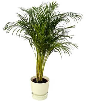 Trendyplants - Arecapalme - ↨130cm - Ø24cm inklusive elho Greenville Rund weiß Ø30cm x ↨28cm