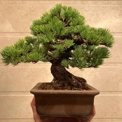 120 pcs zwergkiefer winterhart samen - Pinus - bonsai topf, hochbeete für garten garten, exotische pflanzen bonsai tree, winterharte balkonpflanzen blumen garten, kübelpflanzen winterhart