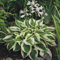 Hosta-Zwiebeln, Winterhart Zwiebeln, Schnell Wachsende Funkien, Ihr üPpiges Laub Verleiht Ihrem Garten Eine Lang Anhaltende SchöNheit! Winterhart Pflanzen, Einfach Zu ZüChten, 4zwiebeln-I