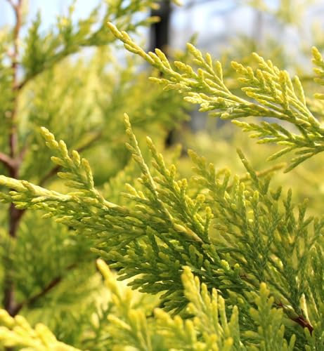 Carbeth Plants Leylandii Cypress Gold Rider Patio Tree in 7L Pot - 1m Lollipop Stem Ornamental Conifer Tree Garden Ready - Potted Evergreen Hardy Outdoor Plants for Pots, Patios and Entrances
