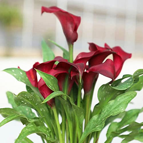 3 pcs calla zwiebeln winterhart, Zantedeschia aethiopica, blumenzwiebel geschenke für gartenfreunde calla lilien zwiebeln nachhaltigkeit geschenke luftreinigende zimmerpflanzen winterlinge