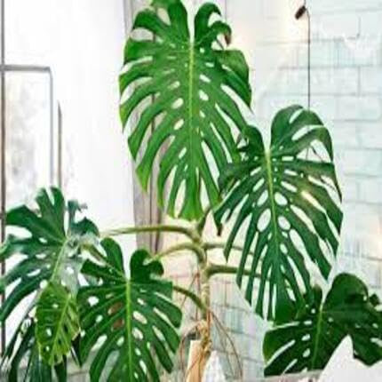 Monstera Plant Seeds 100pcs Green