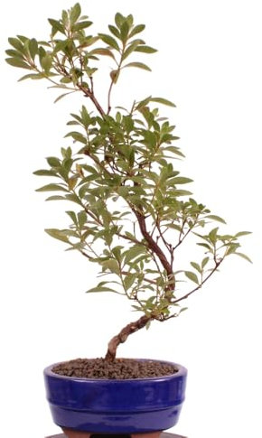 Bonsai - Jap. Satsuki Azalee 'Asuka-no-Homare', Rhododendron indicum 218/73