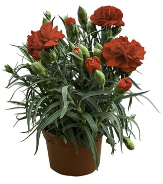 MUNTRADE Clavel Carnelia Planta Natural de Exterior - Maceta de 12 cm - Claveles Rojos en macetas para Jardín