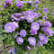 200 pcs clematis winterhart mehrjährig samen - winterharte kübelpflanzen gartenblumen,Clematis florida, pflanzensamen winterfeste pflanzen für garten balkonpflanzen winterhart winterharte