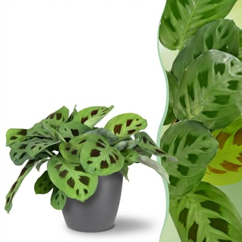 Maranta Fascinator Kerchoveana - Zebra Pflanze - Haustierfreundliche Pflanze - Grün - mit Potter Grau - 25cm - Ø12cm - Zimmerpflanze - Komplettes Set - Pflanze mit Topf