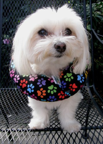 Puppy Bumpers RBP710 Rainbow Paws Collar up to 10 in.
