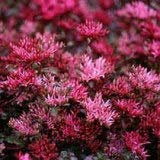 Sedum couvre-sol spurium rouge - (lot de 3 pieds)