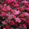 Sedum couvre-sol spurium rouge - (lot de 3 pieds)