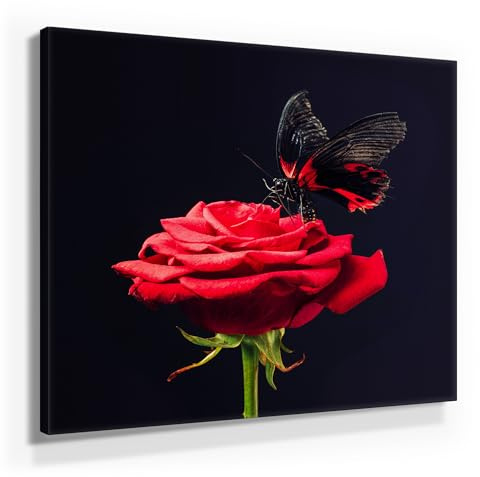 Rose mit Schmetterling als Leinwandbild, 80x80cm groß oder 9 weitere wunderschöne Rosen Bilder als Wandbild in 7 Formaten. Ideal als Dekobild für alle Zimmer. Fertig aufgespannt auf Holzrahmen