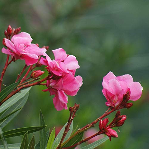 Benoon Oleander-Samen, 50 Stück/Beutel Oleander-Samen Natürliche Immergrüne Mischfarbe Hochkeimende, Nicht Gentechnisch Veränderte Nerium-Samen Für Gewächshäuser Neriumoleandersamen