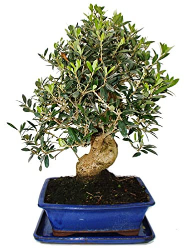 Exotenherz Bonsai - Solitär - Olivenbaum - Olive - Olea europaea - ca. 17 Jahre alt - ca. 50-55cm hoch