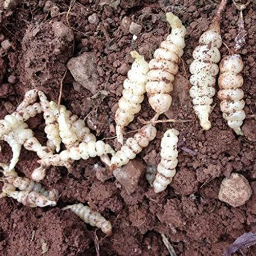 Rotyroya 200 Stück/Beutel Crosne-Samen, essbare Staude, gute Ernte, wenig Kohlenhydrate, Pflanzensamen für Bonsai Saatgut