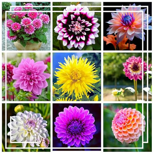 Winterharte, bunt gemischte Dahlie, schöne Blume für Balkon und Garten, mehrjährig, unverzichtbare Blume für den Garten-4 zwiebel