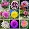 Winterharte, bunt gemischte Dahlie, schöne Blume für Balkon und Garten, mehrjährig, unverzichtbare Blume für den Garten-4 zwiebel