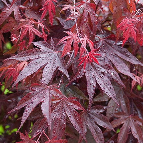 Acer palmatum 'Bloodgood' | Japanese Maple Deciduous Potted Trees for Small Gardens | Premium Bushy Plant Shrub Tree in Pot (50-70cm (Incl. Pot))