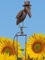 POMMERNTRAUM ® | Vogelwippe Windspiel Gartenstecker Gartendekoration Gartenkunst Metall *** Prof. Dr. Rabe **** Vogel Vögel Raben (dünner Rabe)