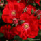 2x Rosier Thé moderne 'Rotter Korsar' - Kordes Eleganza® roos - Plant-o-fix-pot