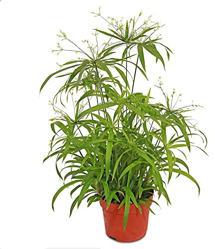 pianta di papiro resistente - piante acquatiche semi di erba di cipresso - tetto verde giardinieri piante da giardino vecchie varietà semi virginia resistente p 300 Pezzi