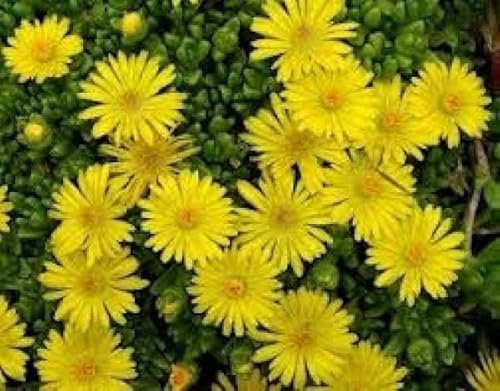 Stauden-Mittagsblume - Delosperma deschampsii Verpackungseinheit 3