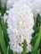 Hyazinthen zwiebel,Traubenhyazinthen Sind Sehr AnpassungsfäHig,Starke KäLtebestäNdigkeit,Winterhartes, Zierblumen -6 zwiebeln-H