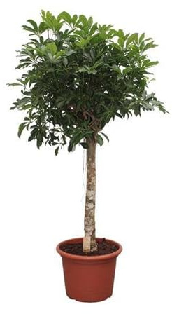 Strahlenaralie Schefflera Arboricola Compacta Zimmerpflanze Ø35 cm 180 cm