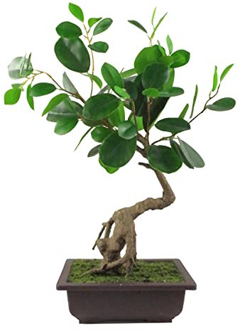 Leaf Künstlicher Baum, gemischte Materialien, Bonsai Ficus rund, 50 cm