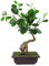 Leaf Künstlicher Baum, gemischte Materialien, Bonsai Ficus rund, 50 cm