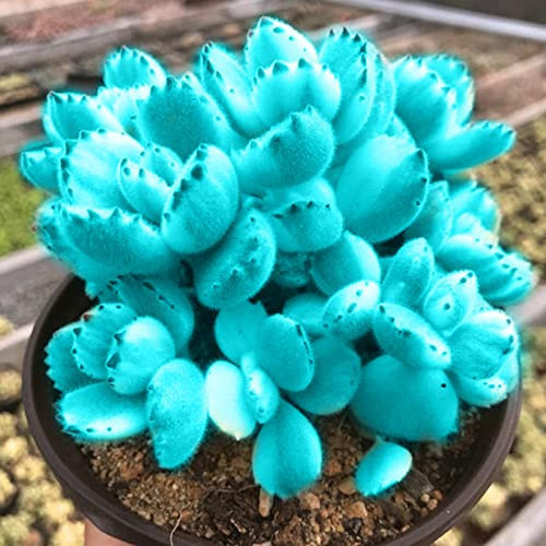 Saterkali Semi di bonsai, 100 pezzi di semi di bonsai freschi facili da coltivare semi di piante succulente blu per balcone Semi Di Piante Succulente Blu