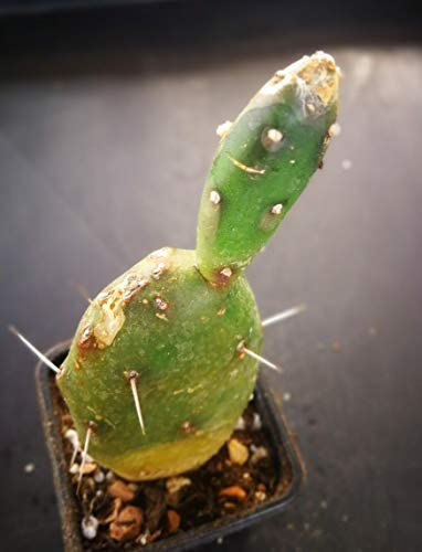 Portal Cool 4418 Opuntia Elata, H12,5 cm, Radicato, Kaktus