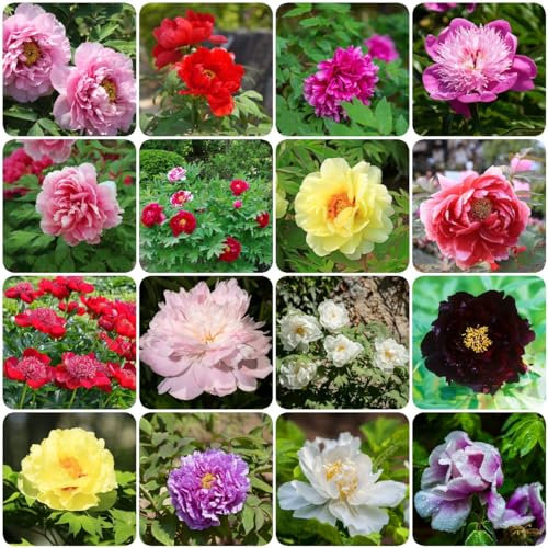 8 pcs pfingstrosen knollen zwiebeln - robuste balkonpflanzen winterhart pfingstrose, blumenzwiebeln mehrjährig winterhart bonsai topf blumenwiese topfpflanzen blumen geschenk